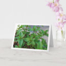 Search for ingredients cards Cooking