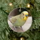 Search for parakeet ornaments Pet