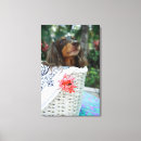 Search for long haired dachshund art Domestic animals