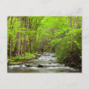 Search for great smoky mountains national park postcards Forest