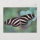 Search for photo of butterfly Insects