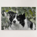 Search for border collie puzzles Pets