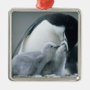 Search for antarctica ornaments Bird