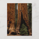 Search for sequoia national park postcards Hike