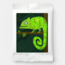 Search for lizard favors Animals