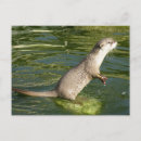 Search for otter postcards Water