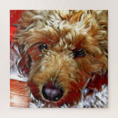 Search for goldendoodle puzzles Puppy
