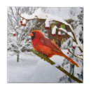 Search for cardinal tiles Wildlife
