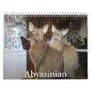 Search for abyssinian cat Kitten