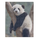 Search for panda bear puzzles Zoo