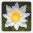 Search for lily flower stickers Beautiful