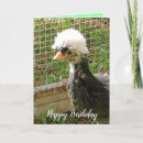 Search for polish chicken Funny