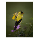 Search for bird posters Finch