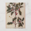 Search for vintage botanical postcards Plant