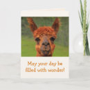 Search for funny llama jokes cards Farm