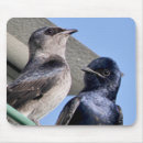 Search for bird mousepads Nature