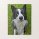 Search for border collie puzzles Dog lover