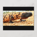 Search for arizona postcards Reptile