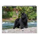 Search for newfoundland gifts Dog