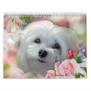 Search for maltese calendars Maltese dog pictures