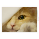 Search for norwegian forest cat Long haired cat