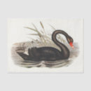 Search for black swan Australia