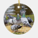 Search for pigeon ornaments Nature