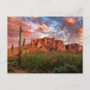 Search for cactus postcards Nature
