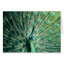 Search for peacock thank you cards Peafowl