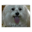 Search for maltese calendars Pets
