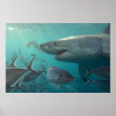 Search for shark posters Australia