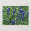 Search for texas bluebonnet postcards Colorful