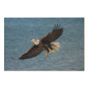 Search for art Animal