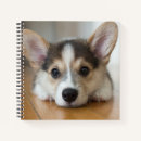 Search for corgi notebooks Pet