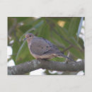 Search for mourning dove Bird watching