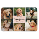Search for golden retriever magnets Cat