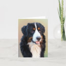 Search for bernese mountain dog cards Pet