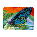Search for butterfly magnets Rainbow