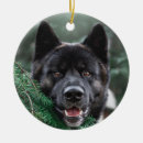 Search for akita gifts Canine
