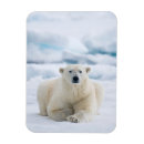 Search for polar bear cards Carnivore