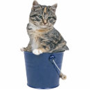 Search for photo statuettes Cat