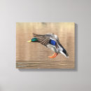 Search for duck canvas prints Animal