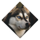 Search for dog graduation cap toppers Husky