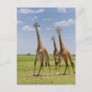 Search for kenya postcards Masai mara national reserve
