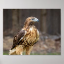 Search for red tail hawk art Wildlife