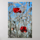 Search for red poppies posters Nature