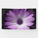 Search for daisy flower banners Flowers