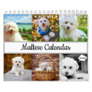 Search for maltese calendars Pets