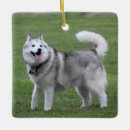 Search for alaskan malamute ornaments Puppy