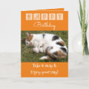 Search for calico cat birthday cards Orange